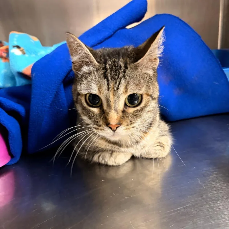 An adult medium-sized female Brown / Chocolate Domestic Short Hair cat named Lucy Gray for adoption in Franklin, NC