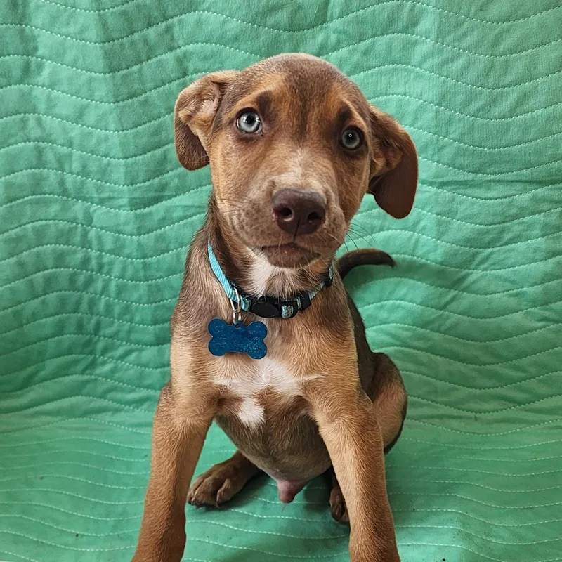 A baby medium-sized male Bicolor Belgian Shepherd / Malinois dog named George for adoption in SAN ANGELO, TX