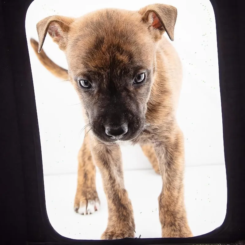 A baby medium-sized male Brown / Chocolate Boxer dog named Tate for adoption in Allen, TX