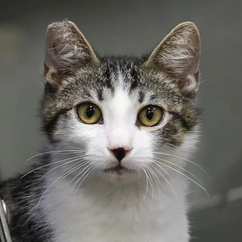 A baby small-sized male White Domestic Short Hair cat named Plum for adoption in Los Angeles, CA