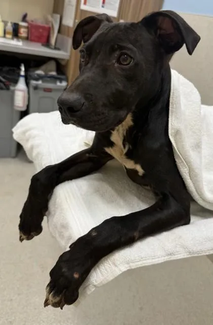 A baby medium-sized male Pit Bull Terrier dog named Papaya for adoption in Honolulu, HI