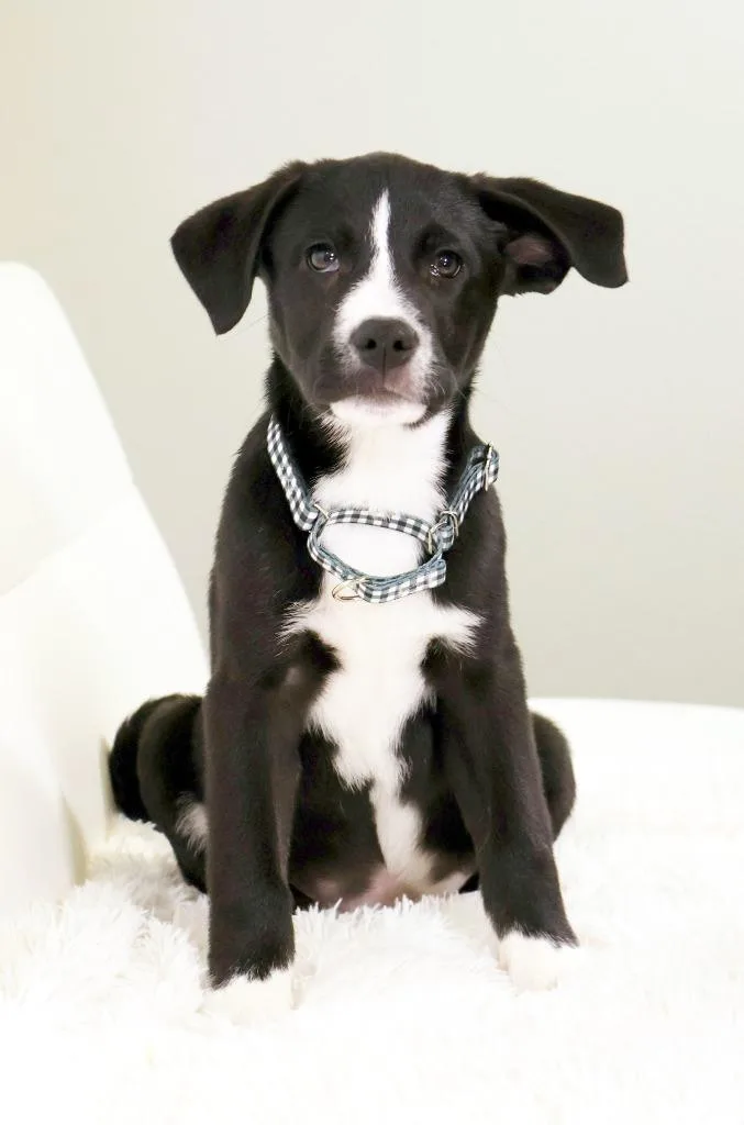 Franklin thumbnail 2