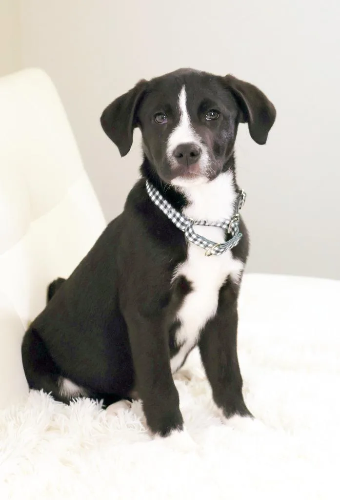 Franklin thumbnail 3