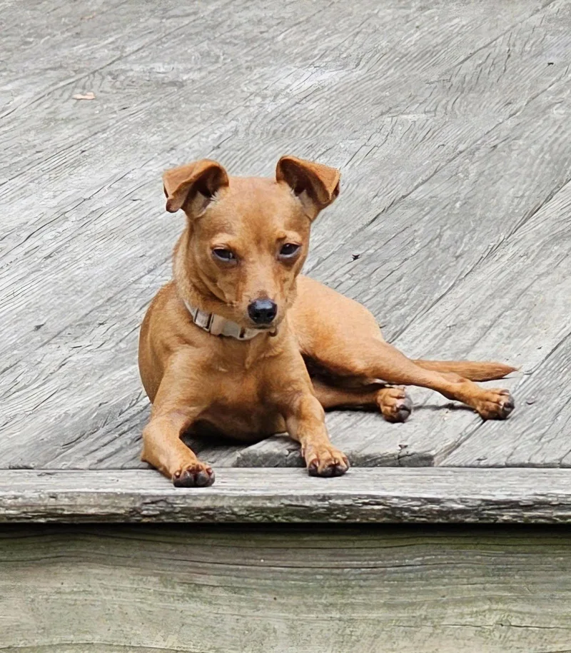 Pipsqueak