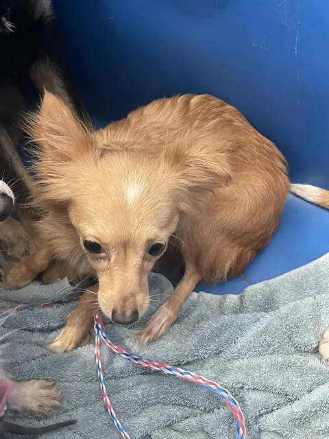 An adult small-sized female Mixed Breed dog named Buns for adoption in Dallas, TX