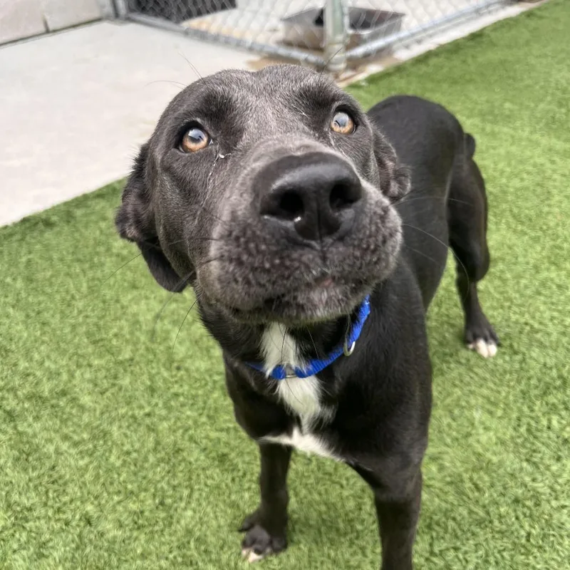 A young medium-sized female Black Labrador Retriever dog named Beanie Weenie for adoption in Matteson, IL