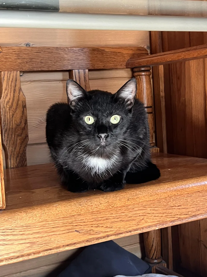 A young medium-sized male Black & White / Tuxedo Tuxedo cat named Whiskers for adoption in Ripon, CA