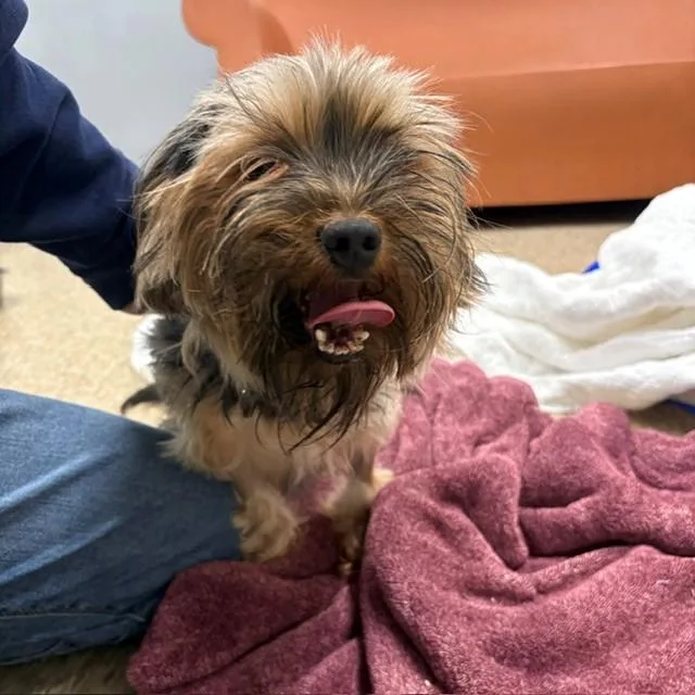An adult small-sized female Yorkshire Terrier dog named Bridget for adoption in Boston, MA