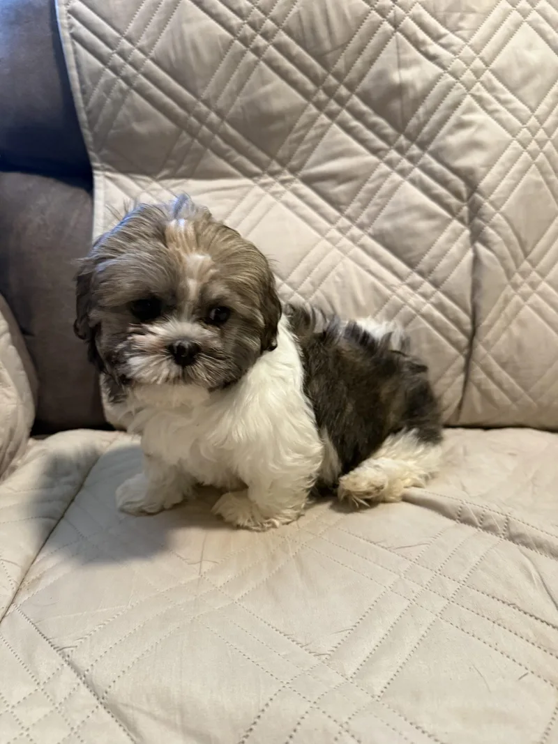 A baby small-sized male Brown / Chocolate Shih Tzu dog named Trinity for adoption in Broken Arrow, OK