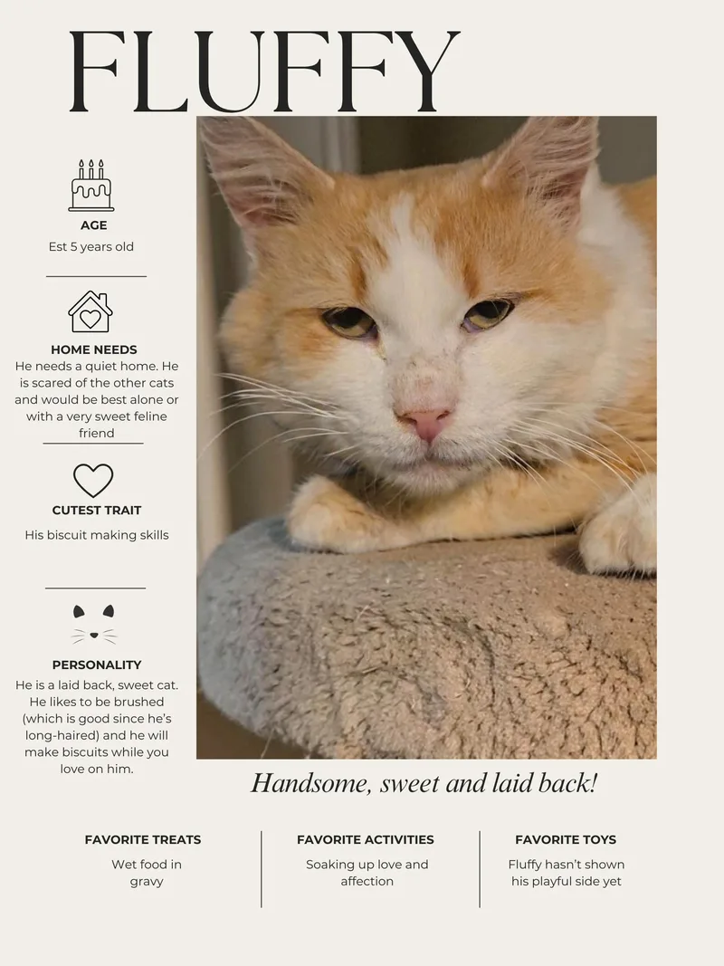 An adult medium-sized male Orange & White Domestic Long Hair cat named Fluffy for adoption in Kenhorst, PA