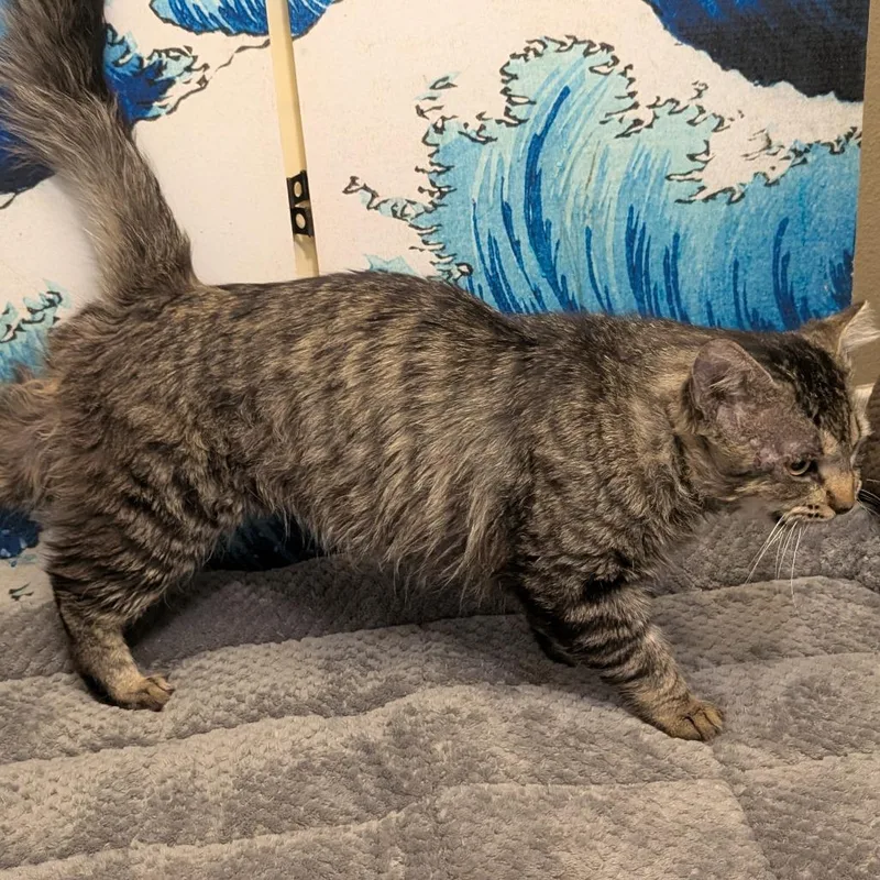 An adult large-sized male Brown / Chocolate Domestic Long Hair cat named Billie for adoption in Long Beach, CA