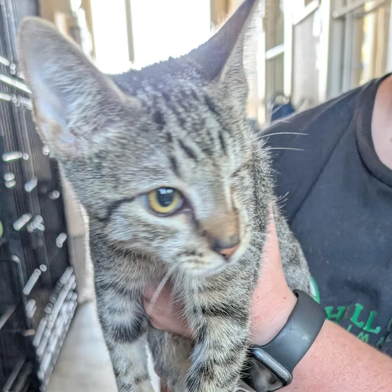 A young small-sized male Brown / Chocolate Domestic Short Hair cat named Wink for adoption in Fredericksburg, TX