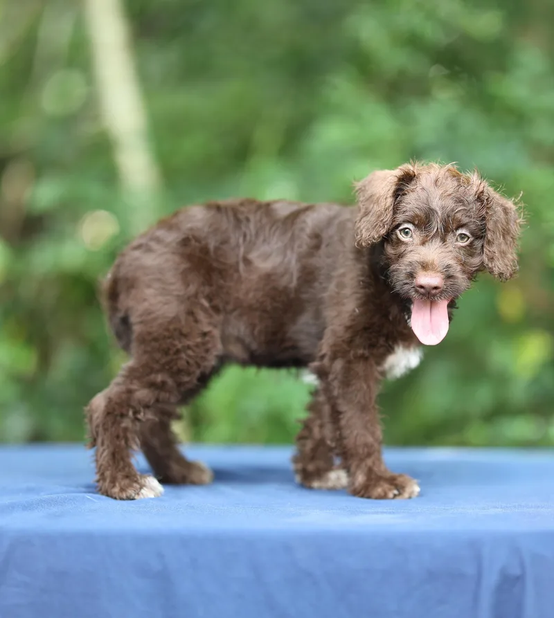 A baby medium-sized female Brown / Chocolate Labradoodle dog named Fiona for adoption in Lucedale, MS