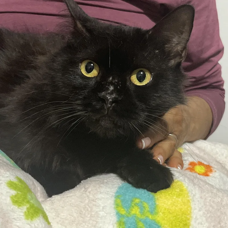 A young small-sized female Black Domestic Medium Hair cat named Juliet for adoption in Parkland, FL