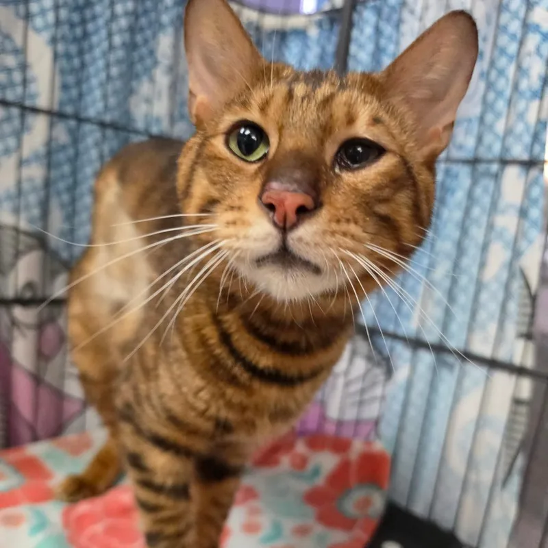 An adult medium-sized male Orange / Red Bengal cat named Marks for adoption in Chino Hills, CA