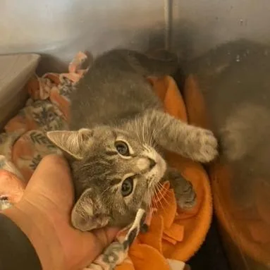A baby small-sized female Domestic Short Hair cat named Sarah for adoption in Chehalis, WA