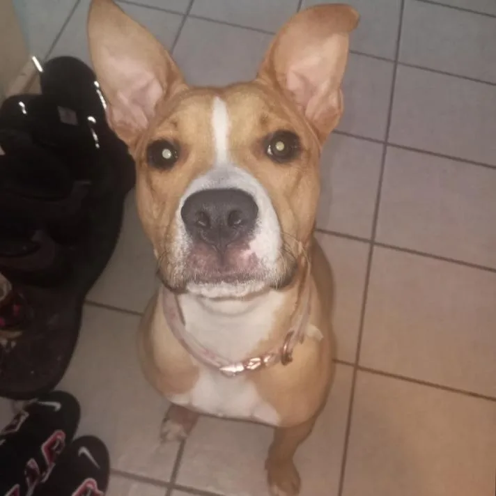 An adult large-sized female Yellow / Tan / Blond / Fawn Pit Bull Terrier dog named Layla for adoption in Saratoga Springs, NY