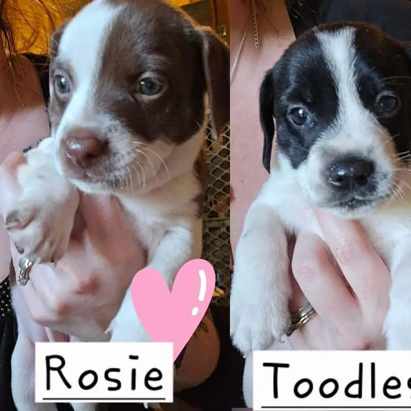 Rosie thumbnail 2