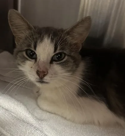 An adult small-sized female Domestic Short Hair cat named Belinda for adoption in Cincinnati, OH