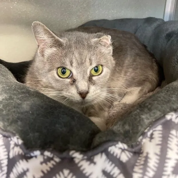 An adult medium-sized female Domestic Short Hair cat named Tuna for adoption in Stafford, VA