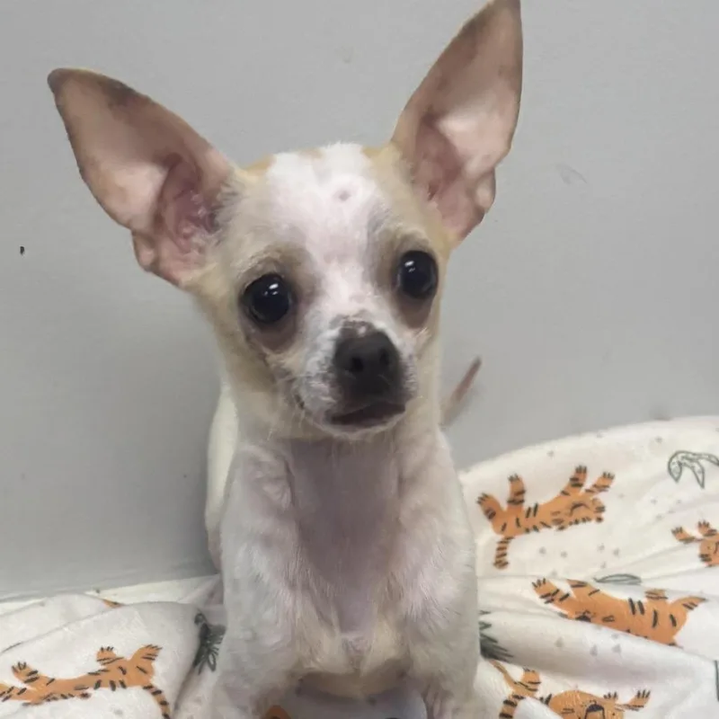 A young small-sized female White / Cream Chihuahua dog named Cayenne for adoption in Lexington, SC