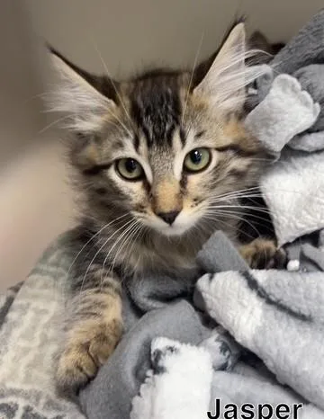 A baby small-sized male Tabby (Buff / Tan / Fawn) Domestic Medium Hair cat named Jasper for adoption in Hollister, CA