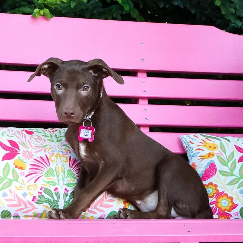 A baby small-sized female Brown / Chocolate Labrador Retriever dog named Leah for adoption in Wake Forest, NC