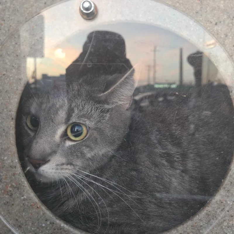 An adult medium-sized female Gray / Blue / Silver Domestic Short Hair cat named Brynx for adoption in Philadelphia, PA