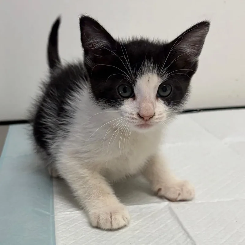 A baby small-sized female White Domestic Short Hair cat named Boujee for adoption in Nashville, TN