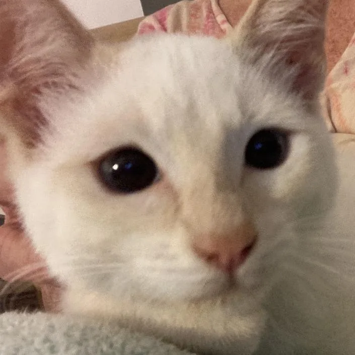 A baby small-sized male Flame Point Siamese cat named Cypress for adoption in Fayetteville, GA