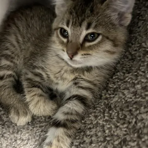 A baby medium-sized female Domestic Short Hair cat named Carolina for adoption in Bryan, OH