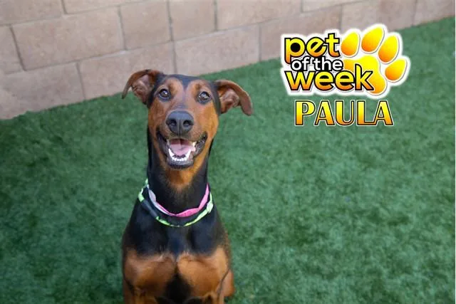 A young large-sized female Black Doberman Pinscher dog named Save Me Please! Paula for adoption in San Marcos, CA
