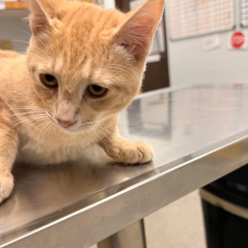 A young medium-sized male Domestic Short Hair cat named Sandman for adoption in Durango, CO