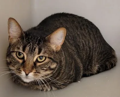 An adult medium-sized male Domestic Short Hair cat named Bowie for adoption in Kalispell, MT