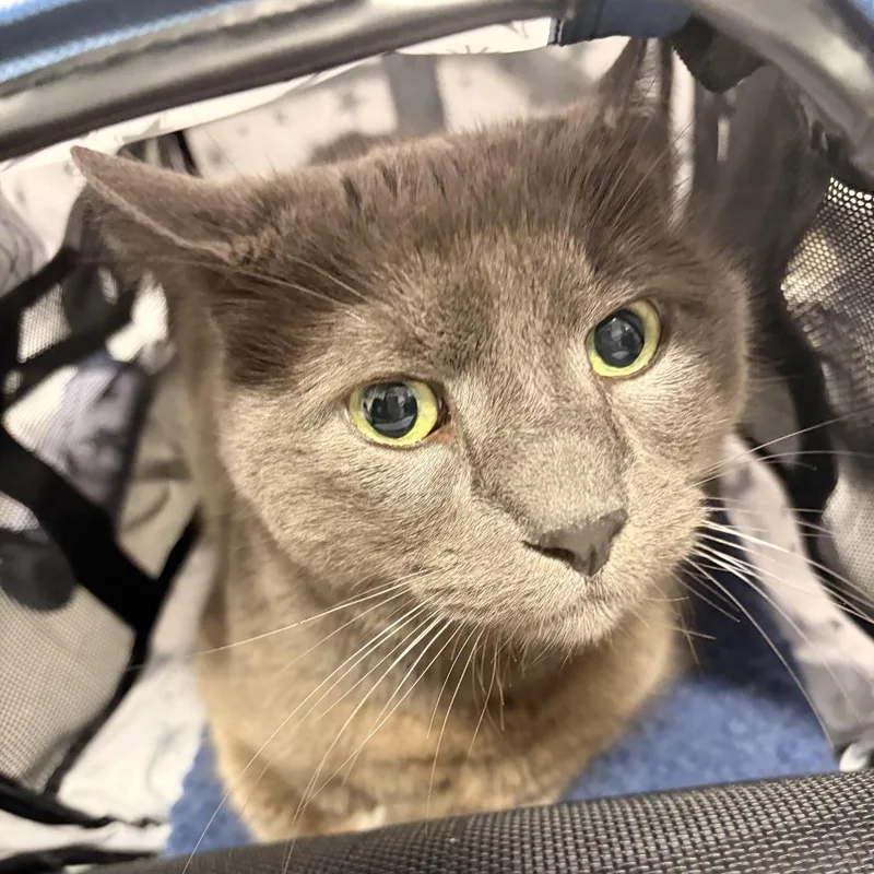A senior large-sized male Gray / Blue / Silver Domestic Short Hair cat named Billi for adoption in Newark, NJ