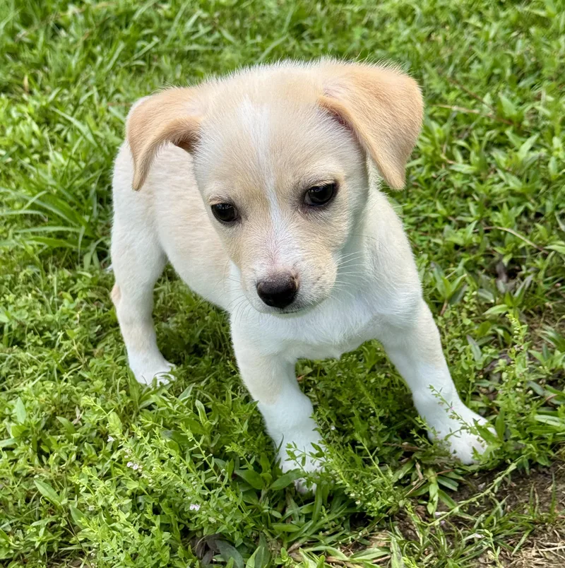 A baby small-sized male White / Cream Terrier dog named Jack for adoption in Lucedale, MS