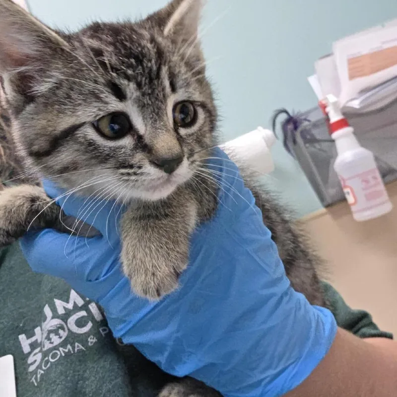 A baby small-sized male Brown / Chocolate Domestic Short Hair cat named Pandan Coconut for adoption in Tacoma, WA