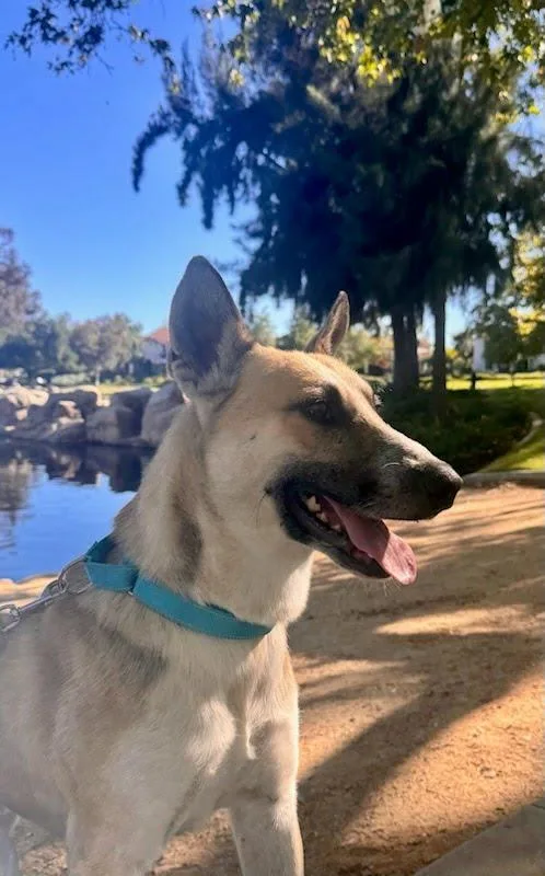 An adult medium-sized male Brown / Chocolate Shepherd dog named Gryffin for adoption in Rancho Santa Margarita, CA