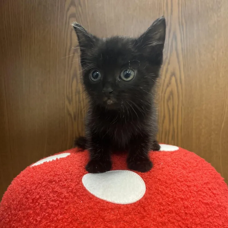 A baby small-sized female Black Domestic Short Hair cat named Blackberry for adoption in Greensboro, GA