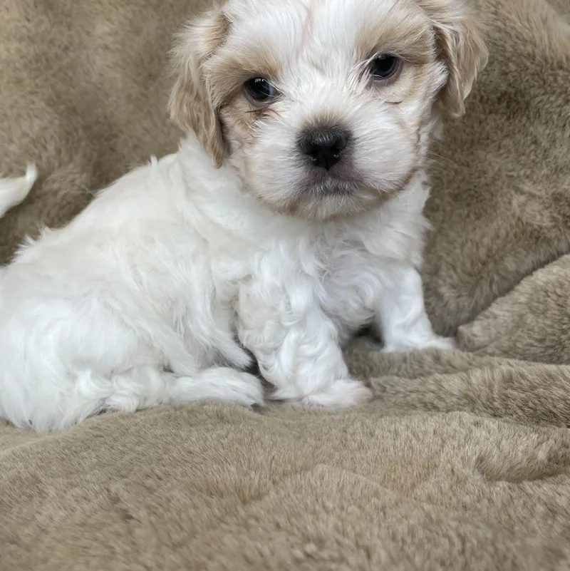 A baby small-sized male White / Cream Shih Tzu dog named Dash Pudding for adoption in Andover, MA