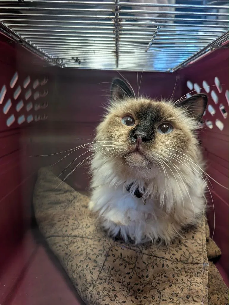 A senior medium-sized male Siamese cat named Marvin for adoption in Grand Junction, CO