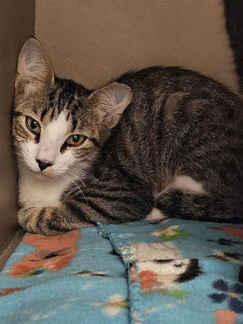 A young medium-sized male Brown / Chocolate Domestic Short Hair cat named Elbert for adoption in Clyde, NC