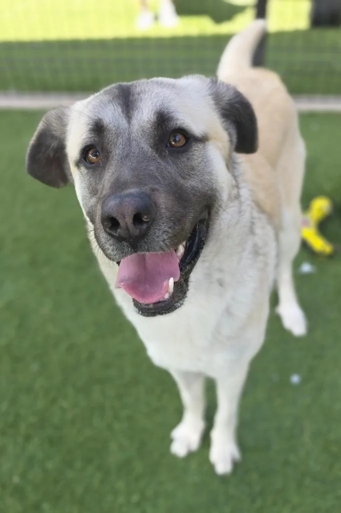 A young large-sized male Anatolian Shepherd dog named Leon for adoption in Little Elm, TX