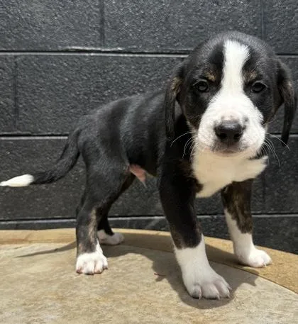 A baby large-sized male Bluetick Coonhound dog named Eugene H Krabs for adoption in Wilkesboro, NC