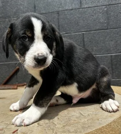 Eugene H Krabs thumbnail 3