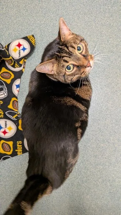 Big Guy