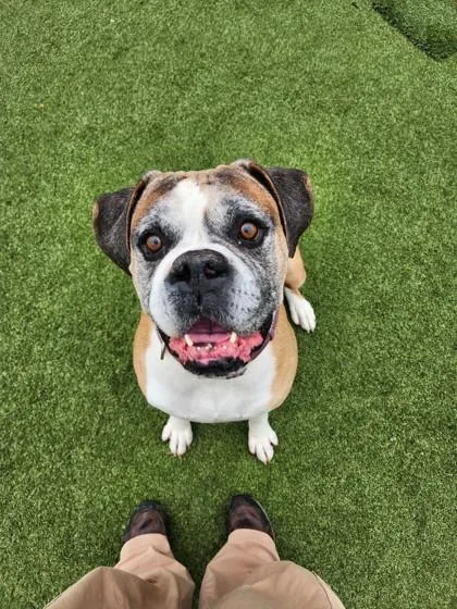 An adult large-sized male Mixed Breed dog named Tyson for adoption in Independence, MO