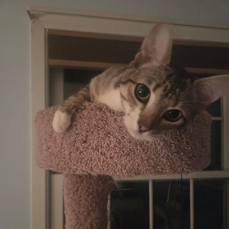 A young medium-sized female Domestic Short Hair cat named Echo for adoption in LAKE HOPATCONG, NJ
