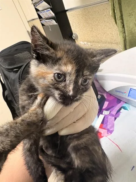 A baby small-sized female Domestic Short Hair cat named Catala for adoption in Riverside, CA