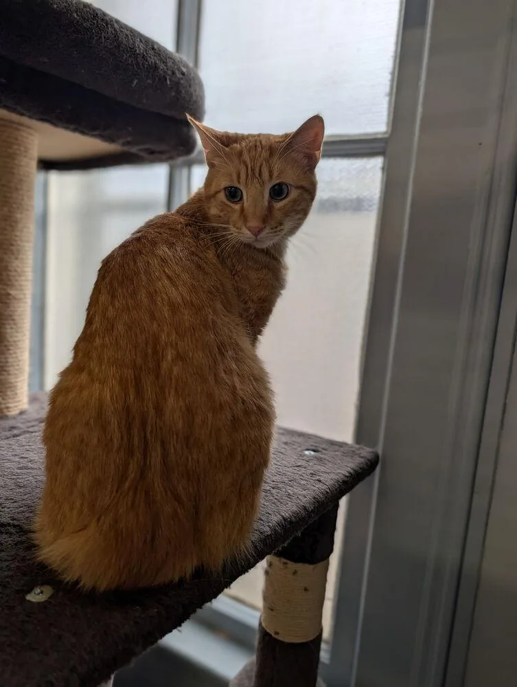 A young large-sized male Tabby (Orange / Red) Domestic Short Hair cat named Cheddar for adoption in McPherson, KS
